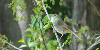 Japanese Bush Warbler Showa Kinen Park Mon, 4/12/2021