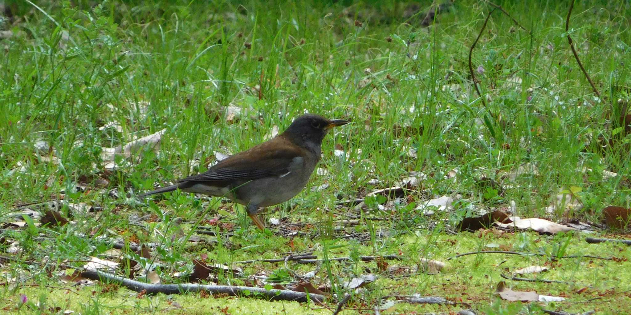 Pale Thrush