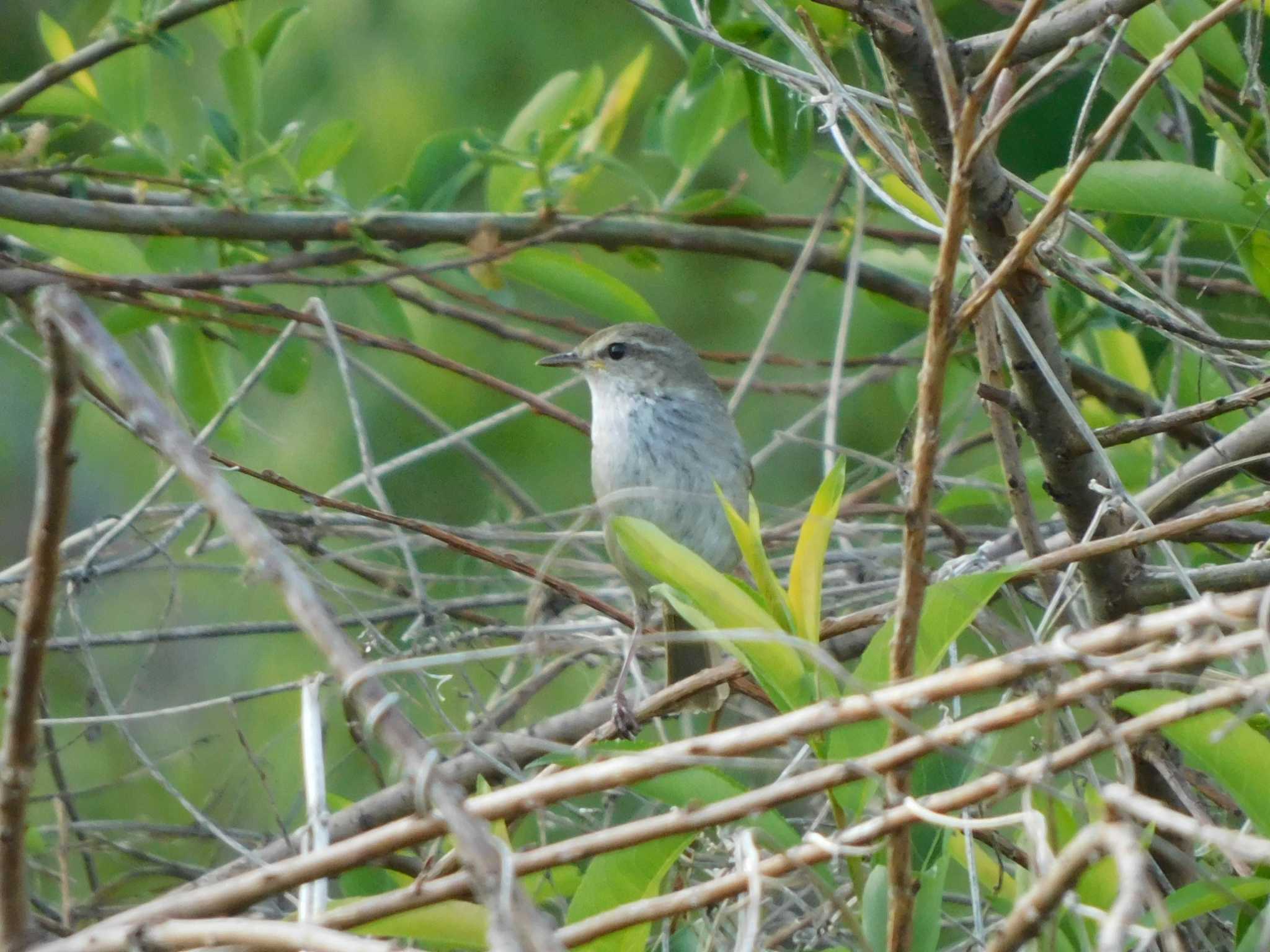 Photo of Japanese Bush Warbler at 芝川第一調節池(芝川貯水池) by ななほしてんとうむし