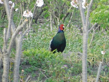 キジ 芝川第一調節池(芝川貯水池) 2021年4月11日(日)