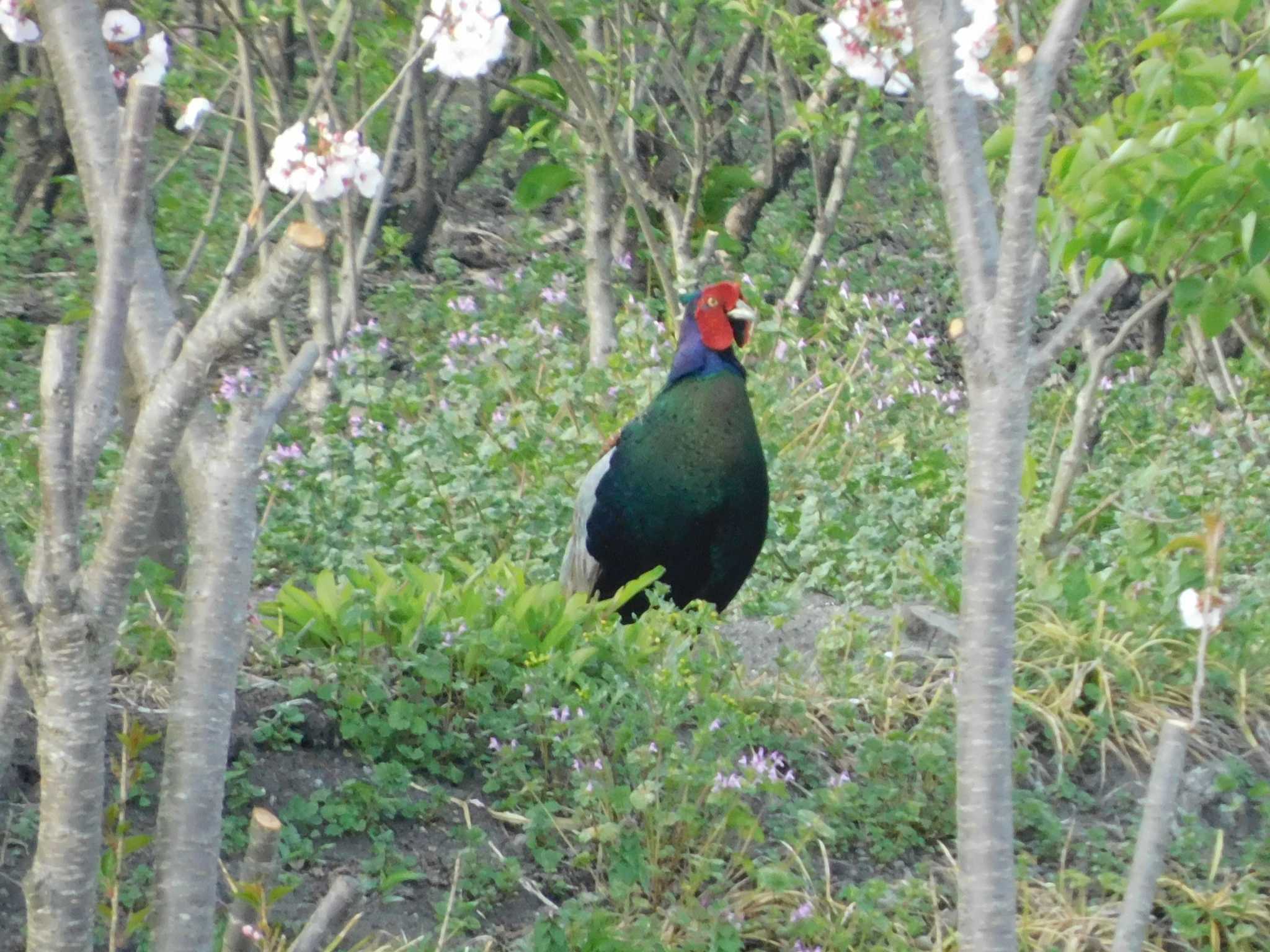 Photo of Green Pheasant at 芝川第一調節池(芝川貯水池) by ななほしてんとうむし