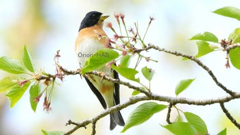 Brambling 東京都多摩地域 Mon, 4/12/2021