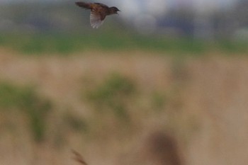 Marsh Grassbird 利根川 Thu, 4/8/2021