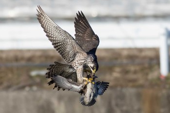 Peregrine Falcon