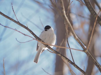 ハシブトガラ 円山公園 2017年1月31日(火)