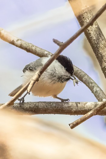 Willow Tit Karuizawa wild bird forest Sun, 4/5/2020