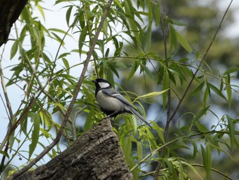 2021年4月12日(月) 三ツ池公園(横浜市鶴見区)の野鳥観察記録