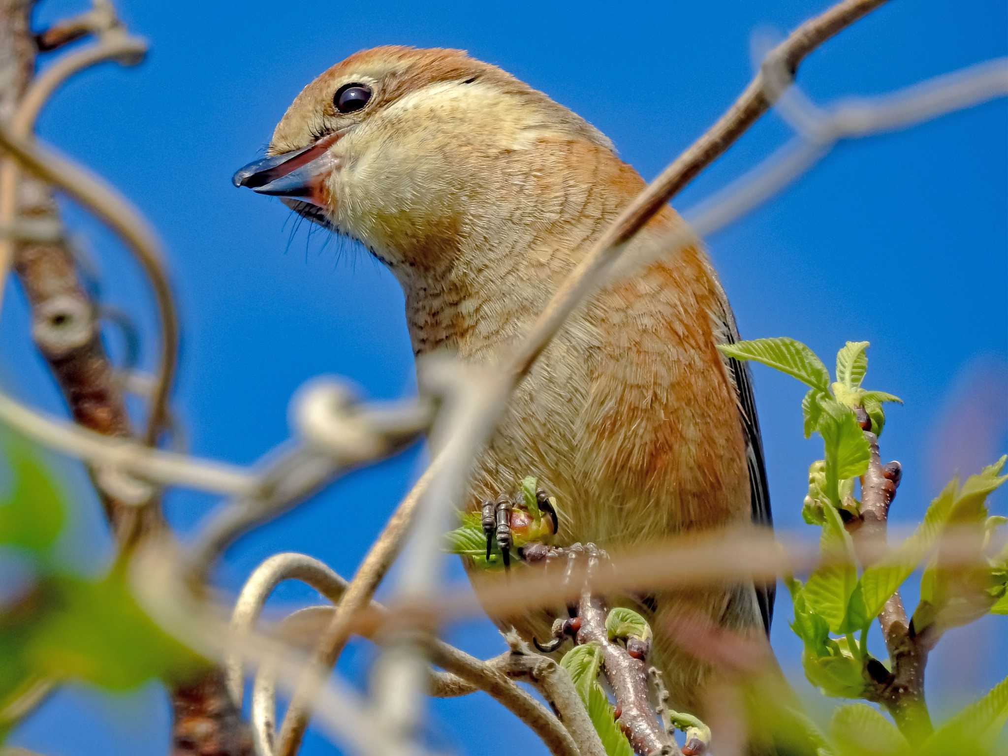 モズ♀の鳴き声が良く撮れました（動画あり） by 身近な生き物語youtube by mochi(o