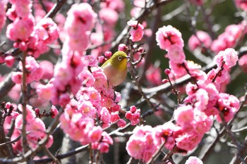 メジロ 神戸市 岡本梅林公園 2020年3月5日(木)