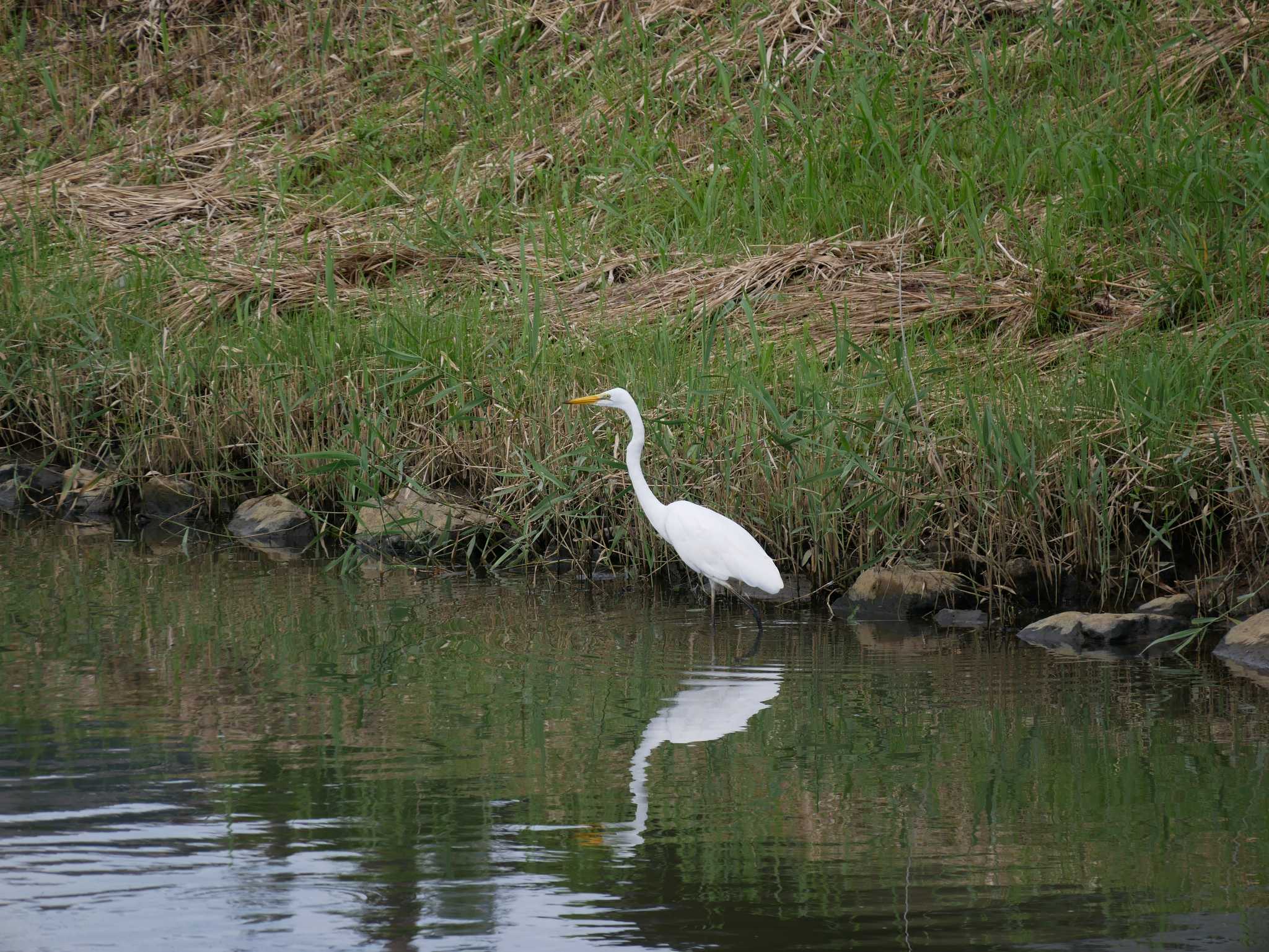 Photo of Great Egret at 松江市 by ひらも