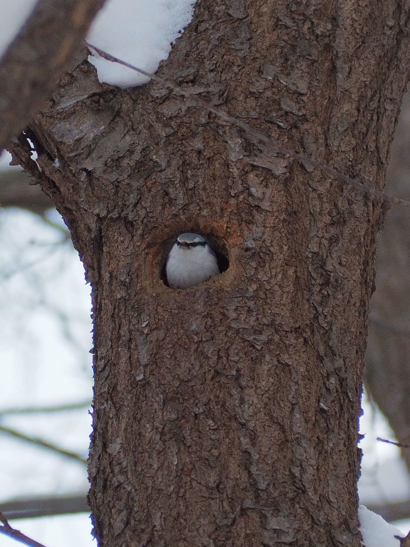 Photo of Eurasian Nuthatch at Maruyama Park by アカウント789