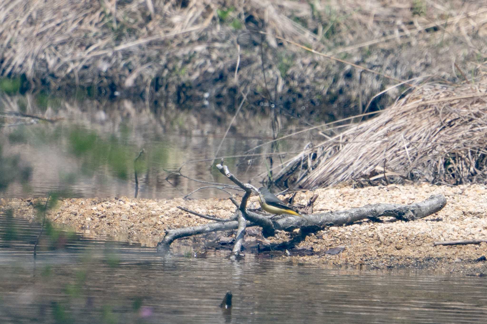 希望が丘文化公園 キセキレイの写真 by C君