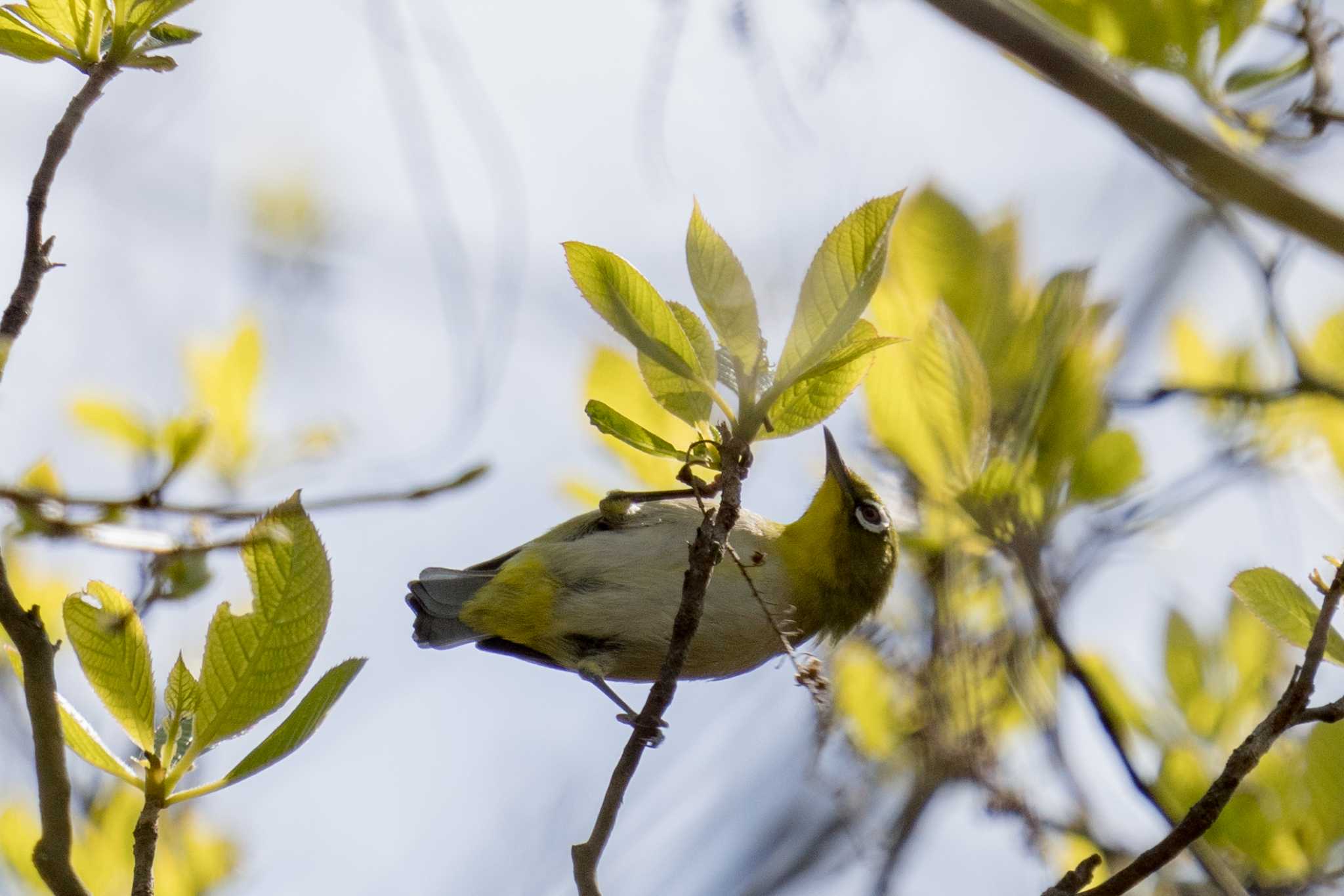 Photo of Warbling White-eye at 希望が丘文化公園 by C君