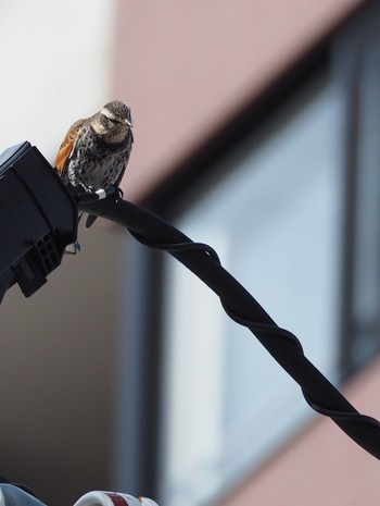 Dusky Thrush 札幌 Thu, 2/9/2017