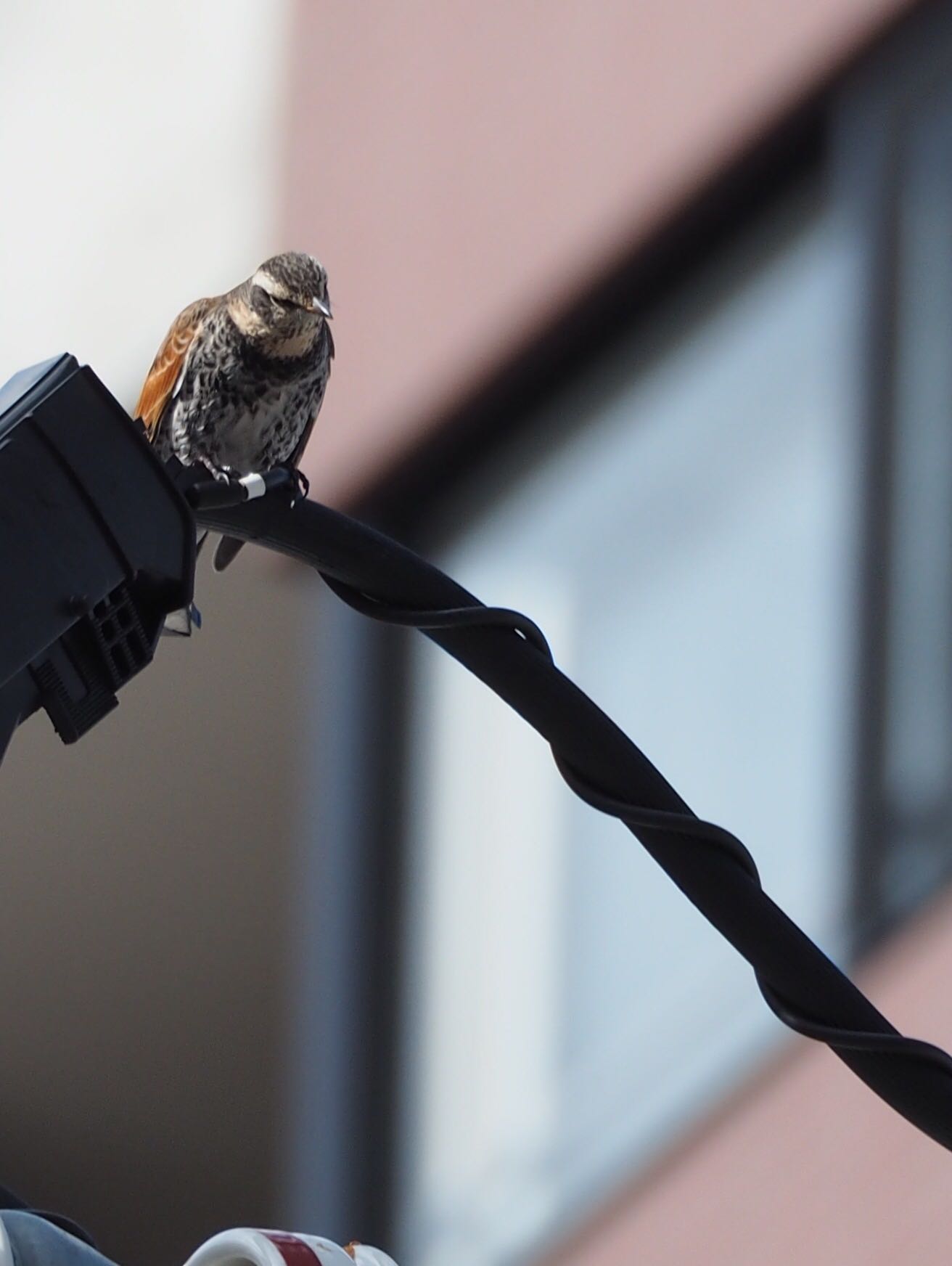 Photo of Dusky Thrush at 札幌 by アカウント789