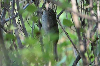 ウグイス 定光寺公園 2021年4月11日(日)