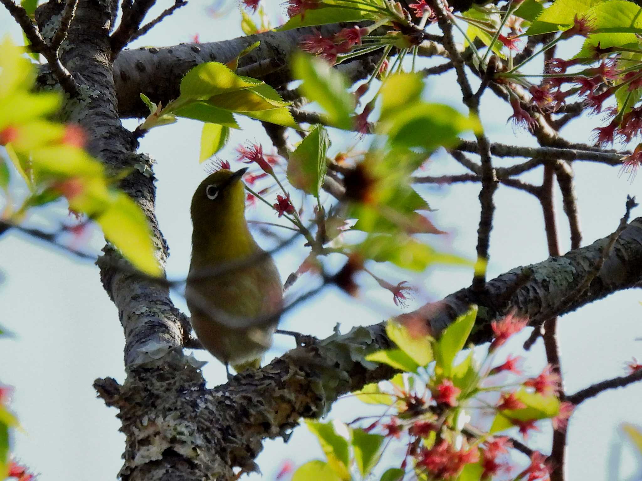 Warbling White-eye