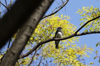 オオルリ 大阪城公園 2021年4月11日(日)