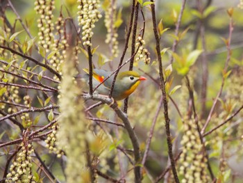 ソウシチョウ 六甲山 2021年4月12日(月)