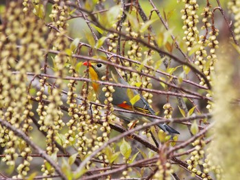 ソウシチョウ 六甲山 2021年4月12日(月)