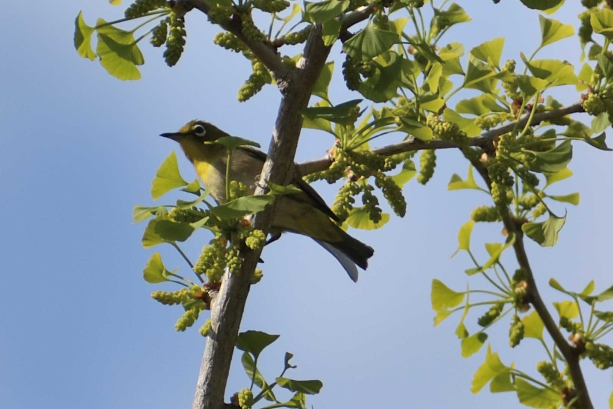 Warbling White-eye