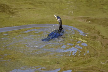 カワウ 定光寺公園 2021年4月11日(日)