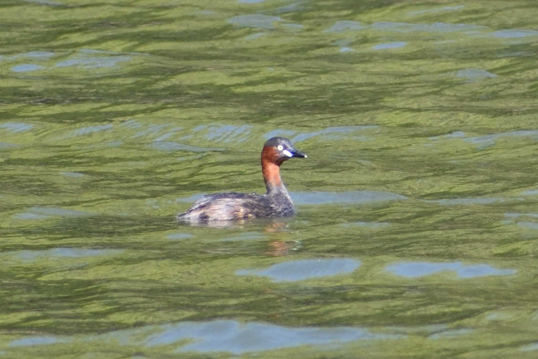 Little Grebe