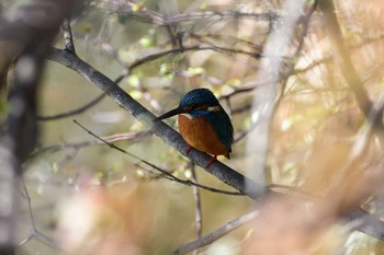 カワセミ 水元公園 2017年2月19日(日)