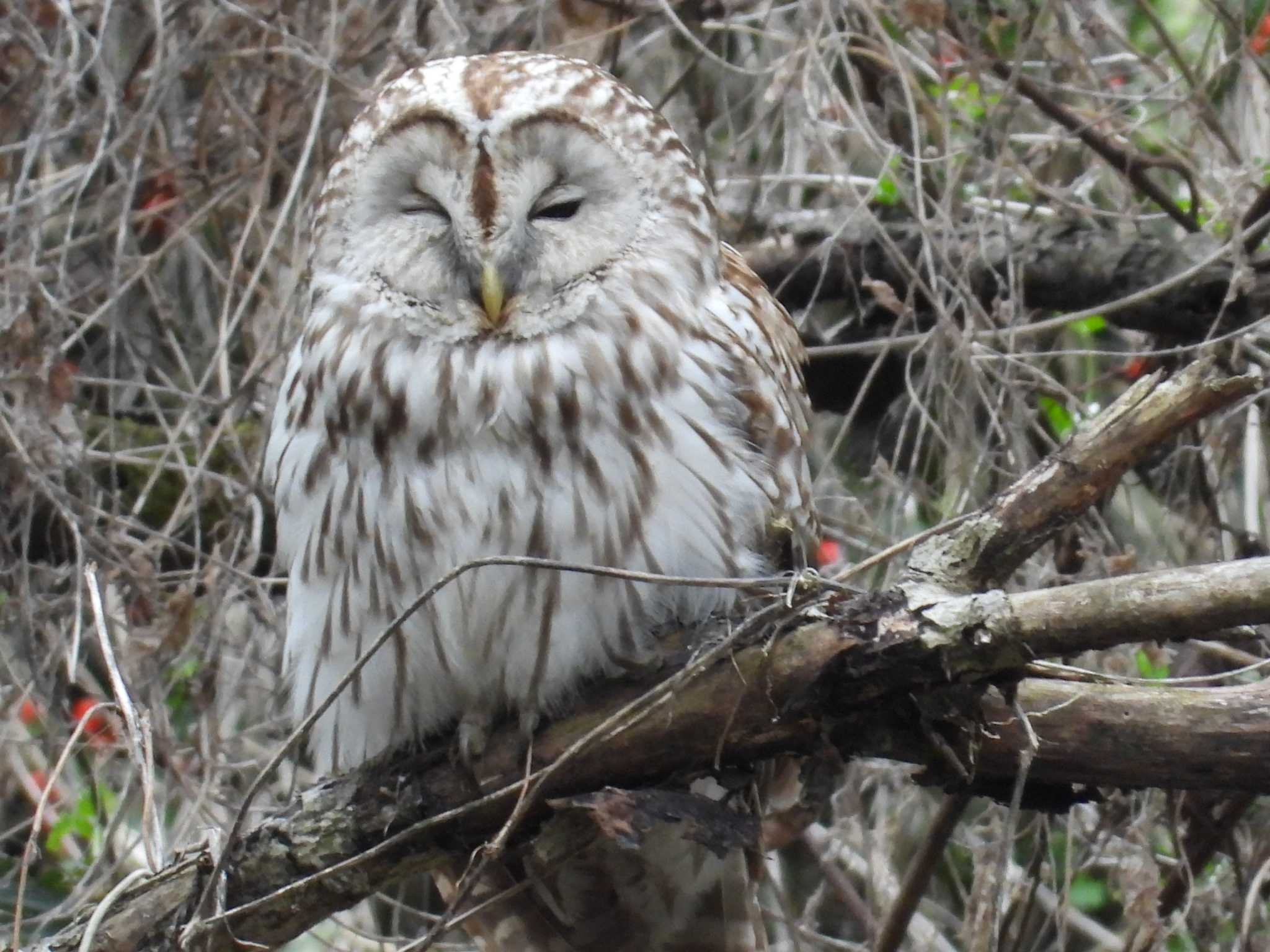 青葉山公園 フクロウの写真