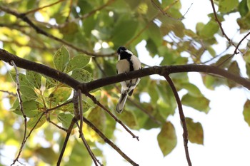 Japanese Tit 神戸市 岡本梅林公園 Thu, 3/5/2020