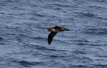 クロアシアホウドリ 場所が不明 撮影日未設定