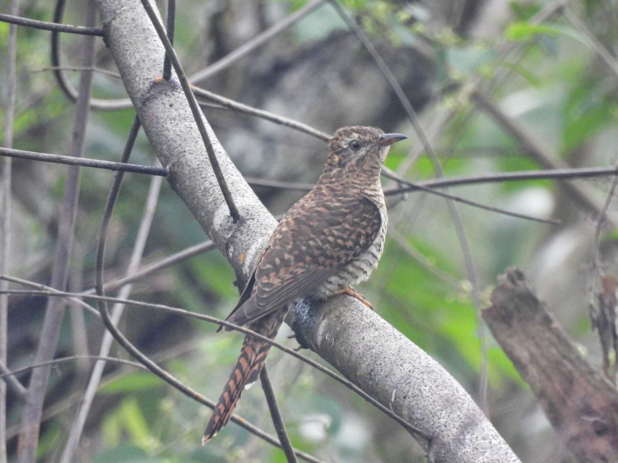 Khao Mai Keao Reservation Park ツツドリの写真