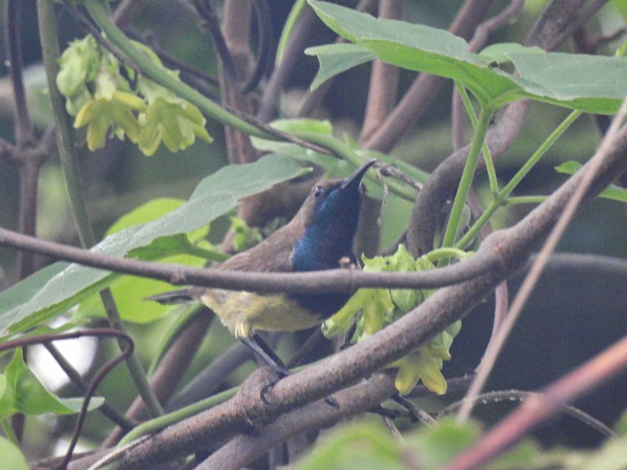 Khao Mai Keao Reservation Park キバラタイヨウチョウの写真