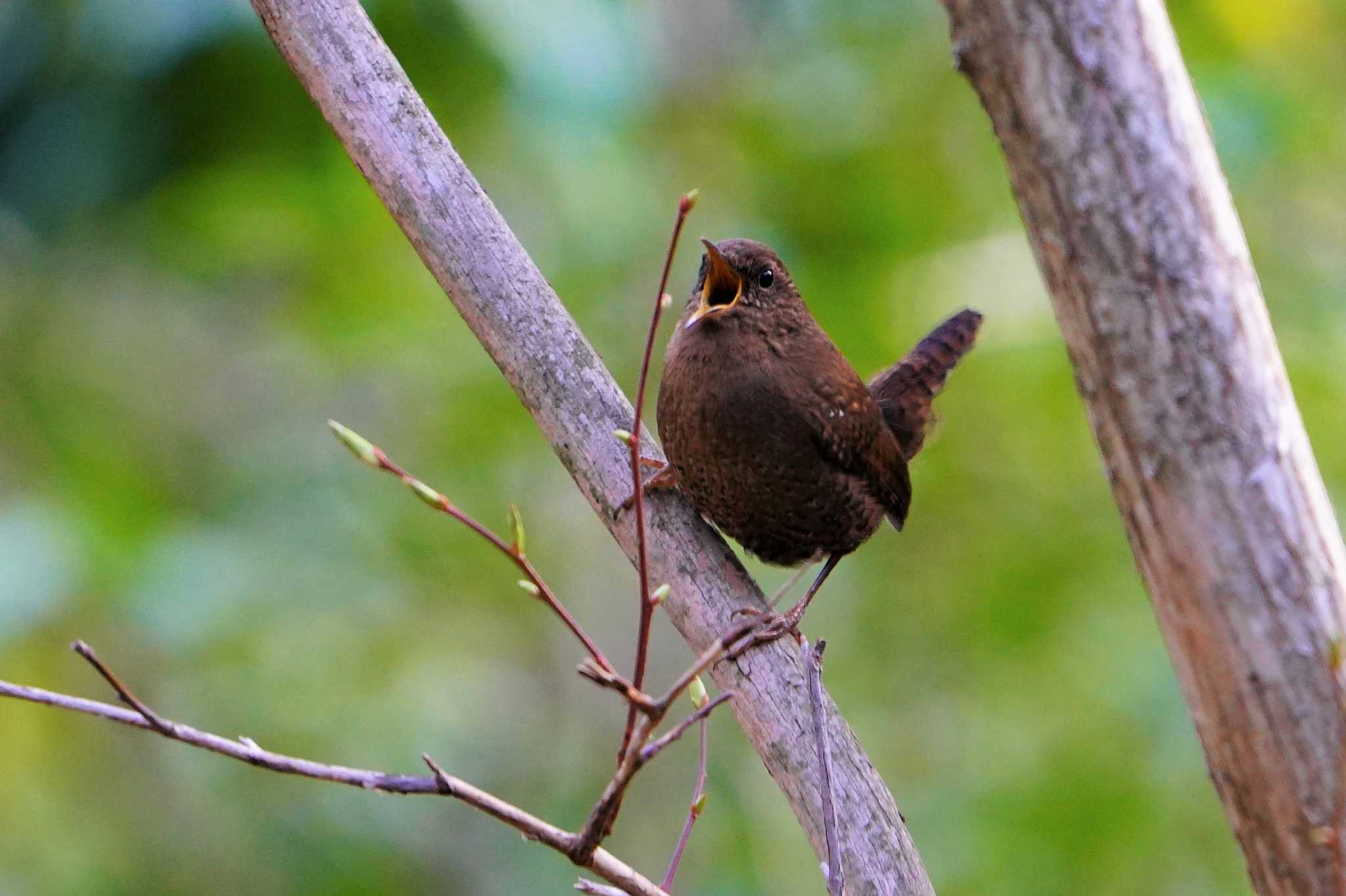 西湖野鳥の森公園 ミソサザイの写真