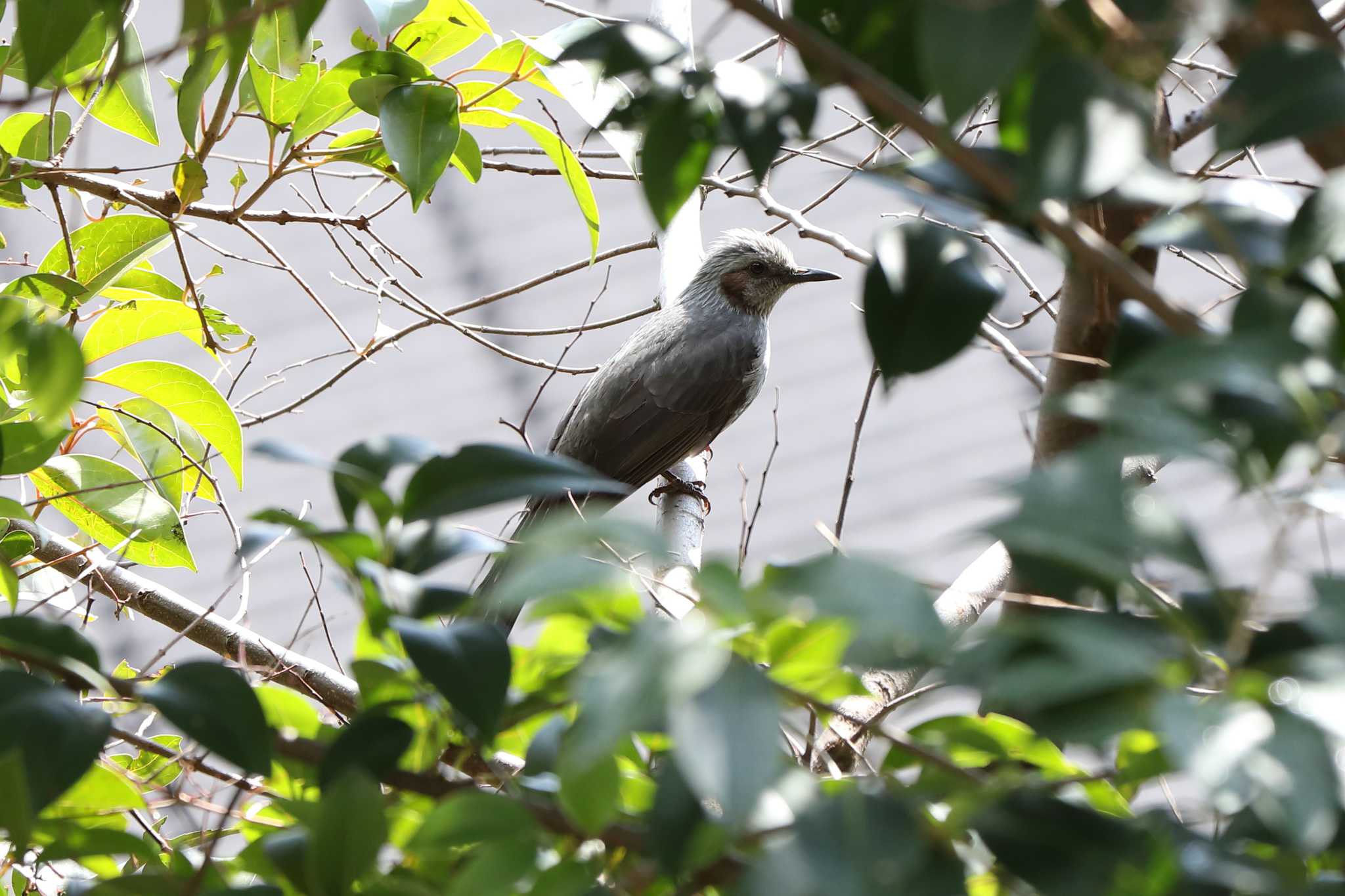 岡本梅林公園のヒヨドリ