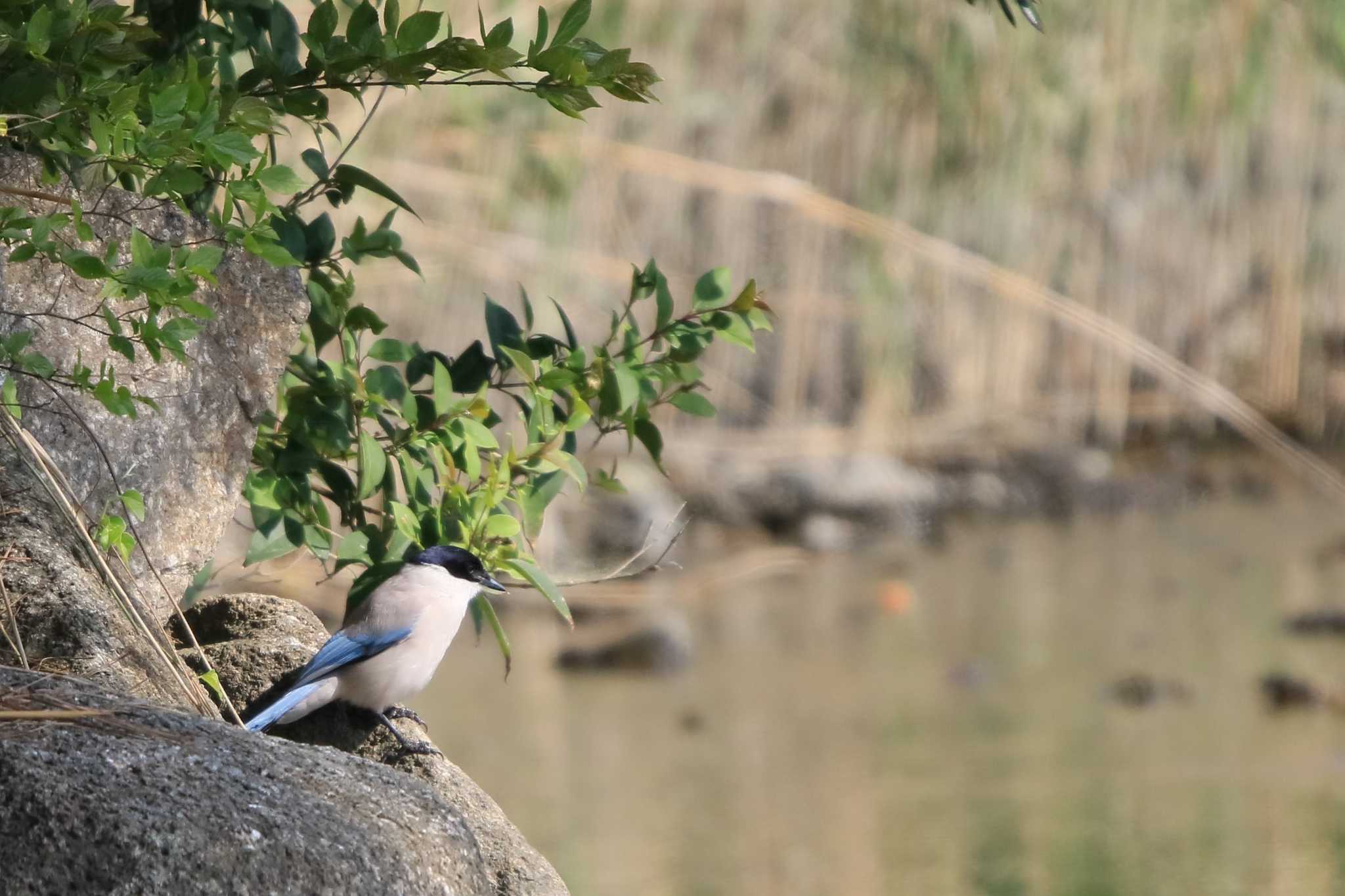 葛西臨海公園 オナガの写真