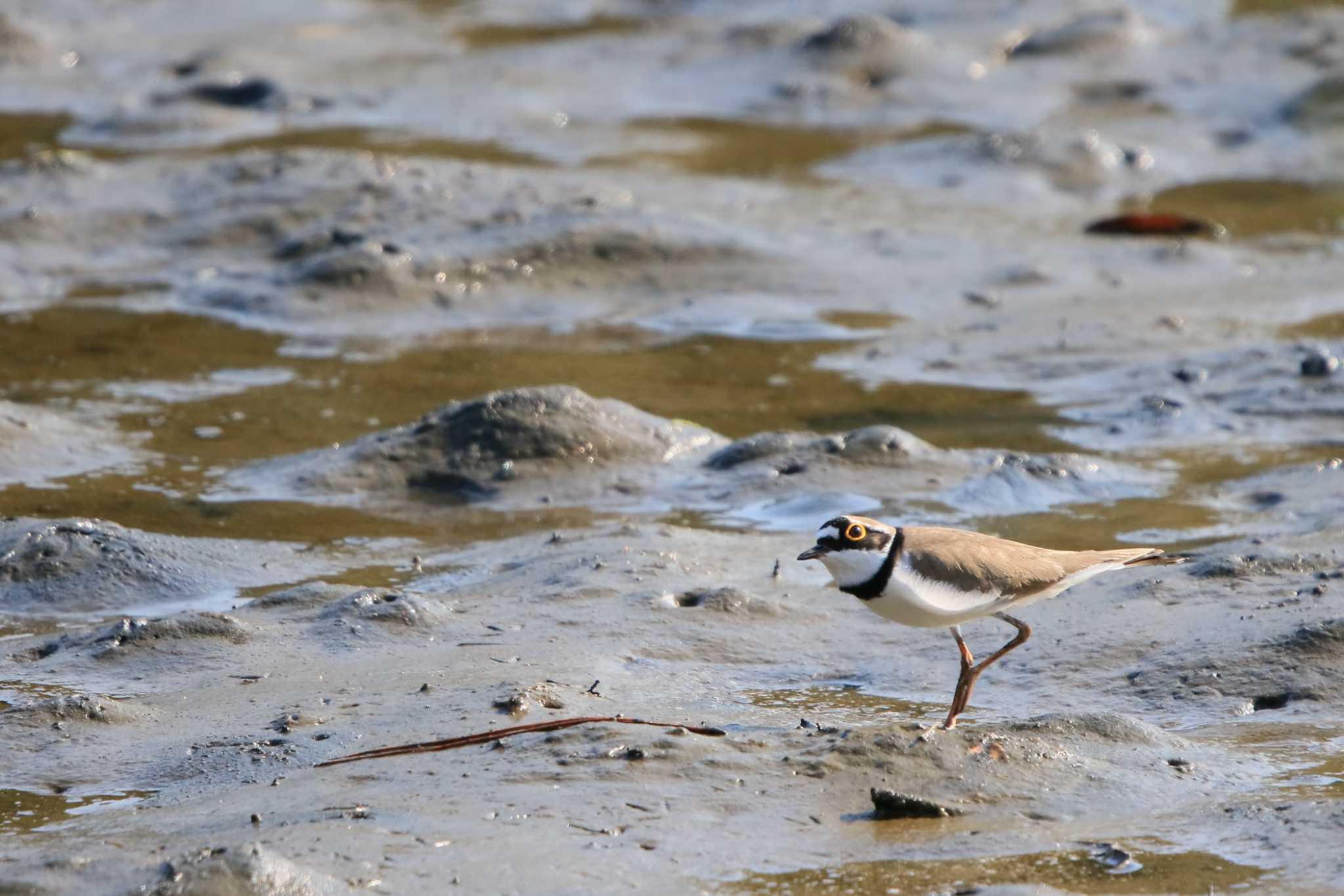 Photo of Little Ringed Plover at Kasai Rinkai Park by てれすこ