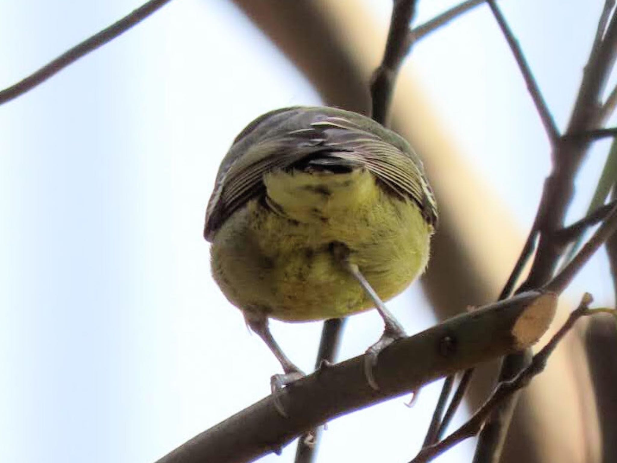  キバラガラの写真