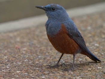 Blue Rock Thrush Matsue Castle Tue, 4/13/2021