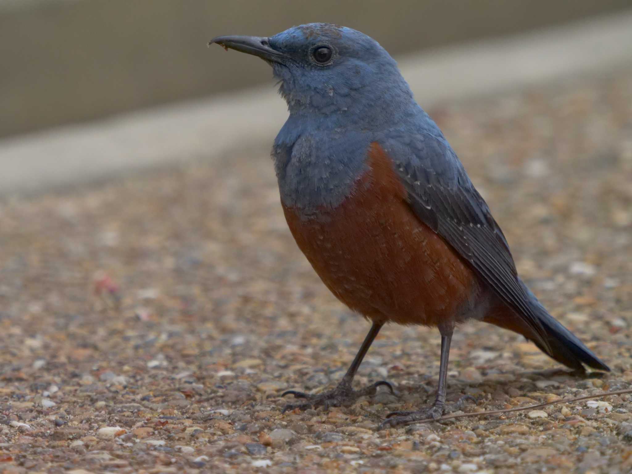 Photo of Blue Rock Thrush at Matsue Castle by ひらも