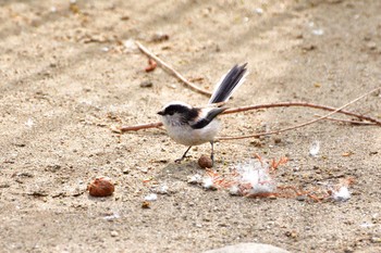 エナガ 井の頭公園 2017年2月18日(土)