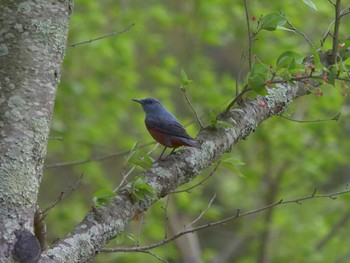 Blue Rock Thrush Matsue Castle Tue, 4/13/2021