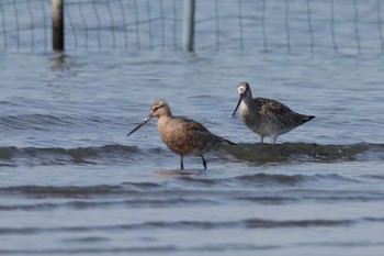 2021年4月9日(金) ふなばし三番瀬海浜公園の野鳥観察記録