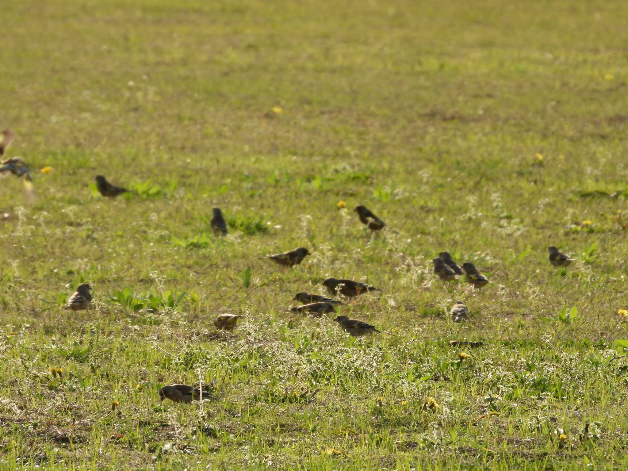 Photo of Grey-capped Greenfinch at 多摩川 by avemania