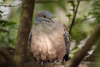 Oriental Turtle Dove Inokashira Park Sat, 2/18/2017