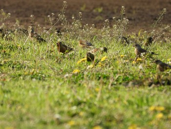 カワラヒワ 多摩川 2021年4月8日(木)