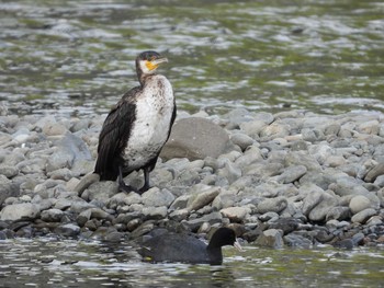 カワウ 多摩川 2021年4月8日(木)