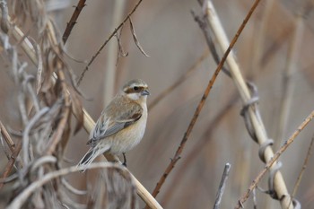 2021年3月6日(土) 淀川の野鳥観察記録