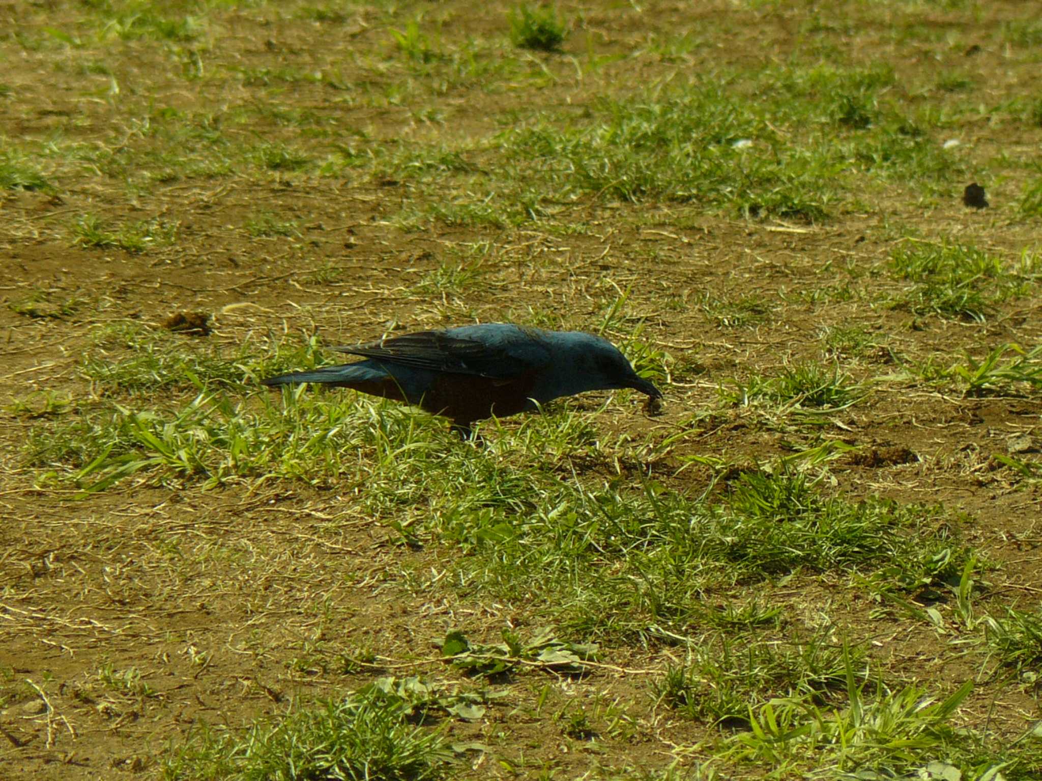 Blue Rock Thrush