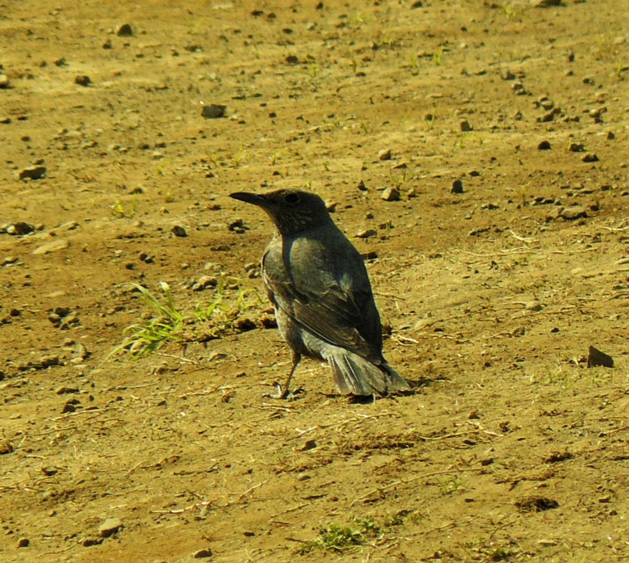 Blue Rock Thrush